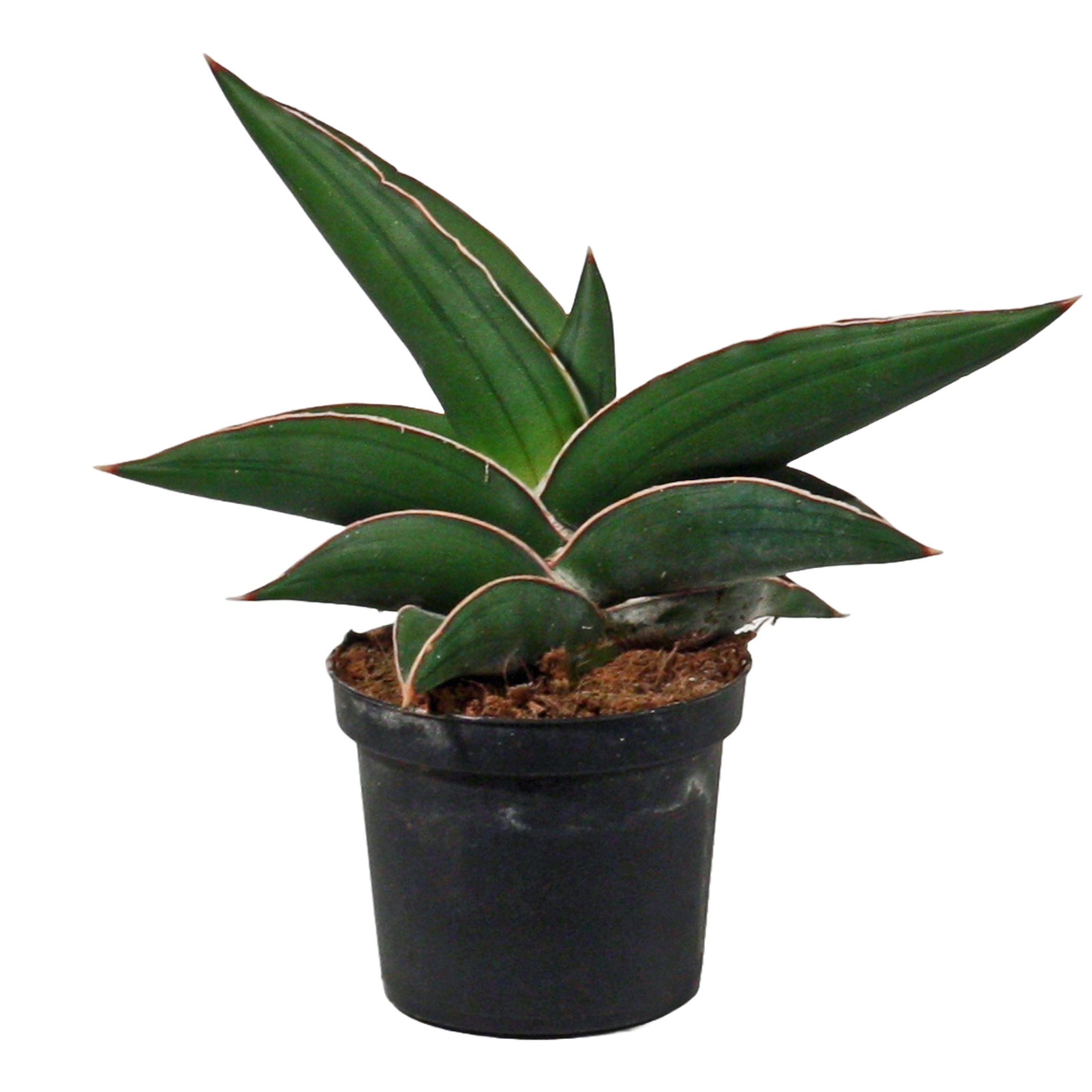 Горшечные цветы и растения оптом Sansevieria Samurai от 12шт (для телеги) из Голландии с доставкой по России