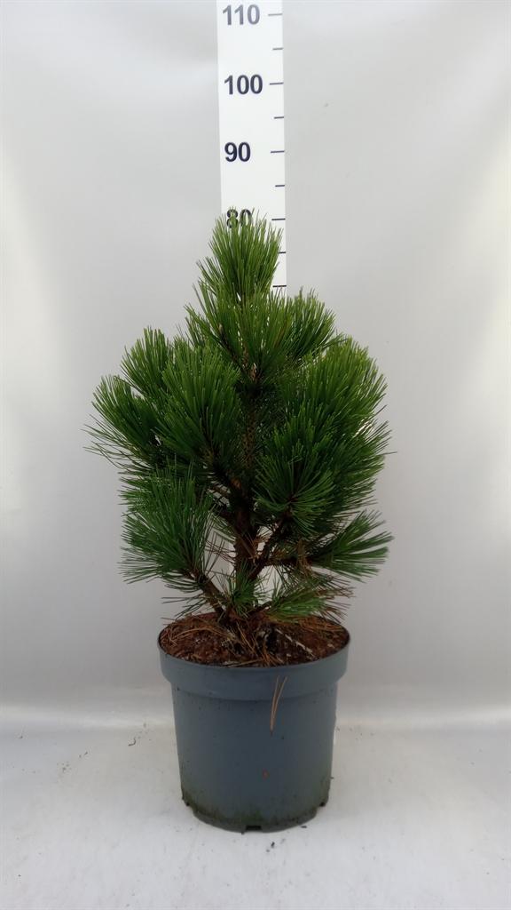 Горшечные цветы и растения оптом Pinus Heldreichii от 1шт из Голландии с доставкой по России