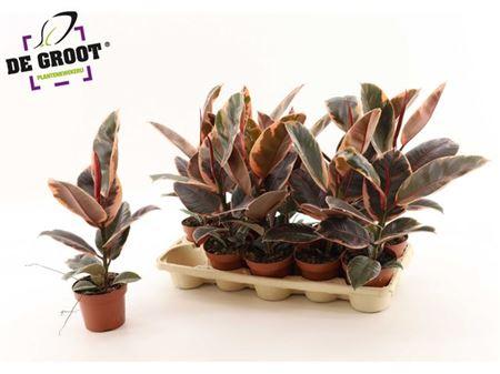 Горшечные цветы и растения оптом Ficus El Belize от 10шт из Голландии с доставкой по России