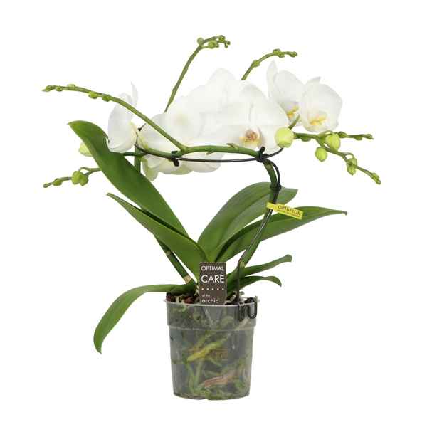 Горшечные цветы и растения оптом Phal 2st Infinity White 16+ (opti) от 2шт из Голландии с доставкой по России