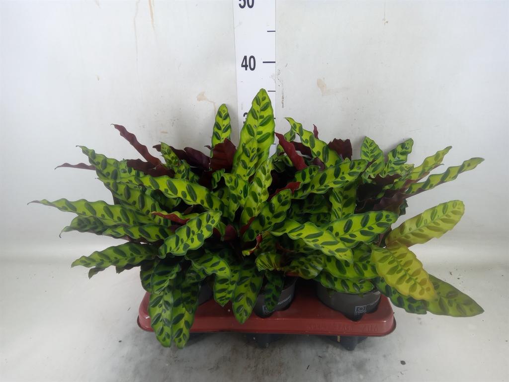 Горшечные цветы и растения оптом Calathea Lancifolia от 6шт из Голландии с доставкой по России