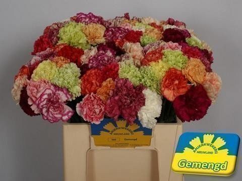 Срезанные цветы оптом Dianthus st rainbow от 80шт из Голландии с доставкой по России