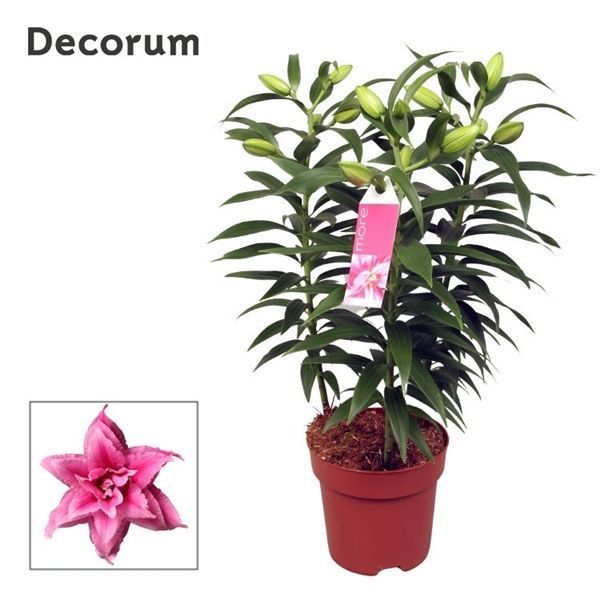 Горшечные цветы и растения оптом Lilium Or Roselily Esra 3pp (decorum) от 6шт из Голландии с доставкой по России