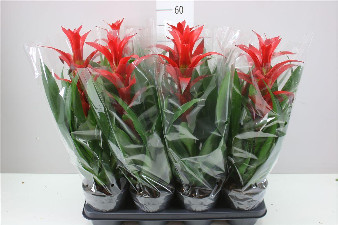 Горшечные цветы и растения оптом Guzmania Rostara от 7шт из Голландии с доставкой по России