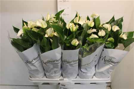 Горшечные цветы и растения оптом Anthu An White Champ 4+ от 10шт из Голландии с доставкой по России