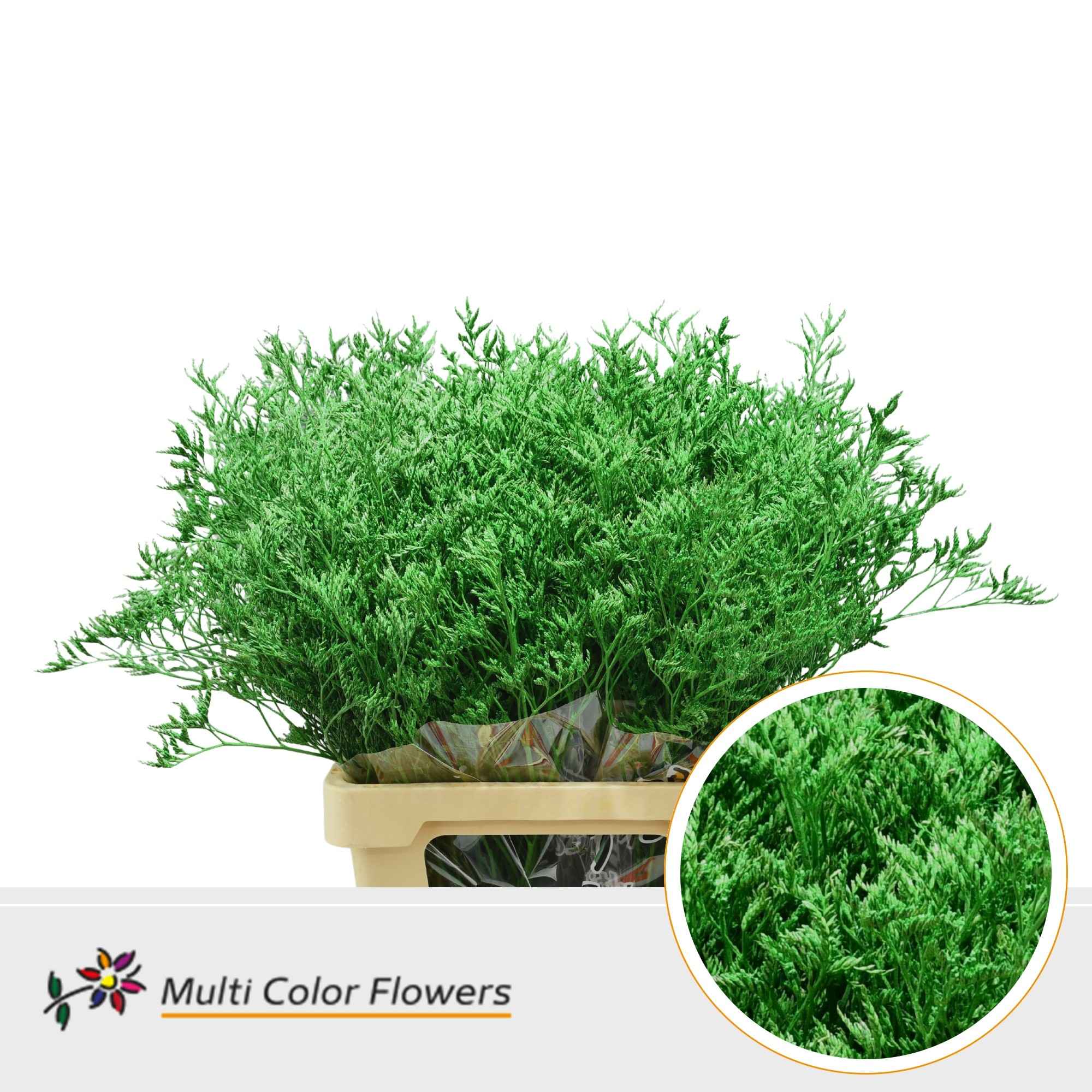 Срезанные цветы оптом Limonium paint green dark от 50шт. из Голландии с доставкой по России