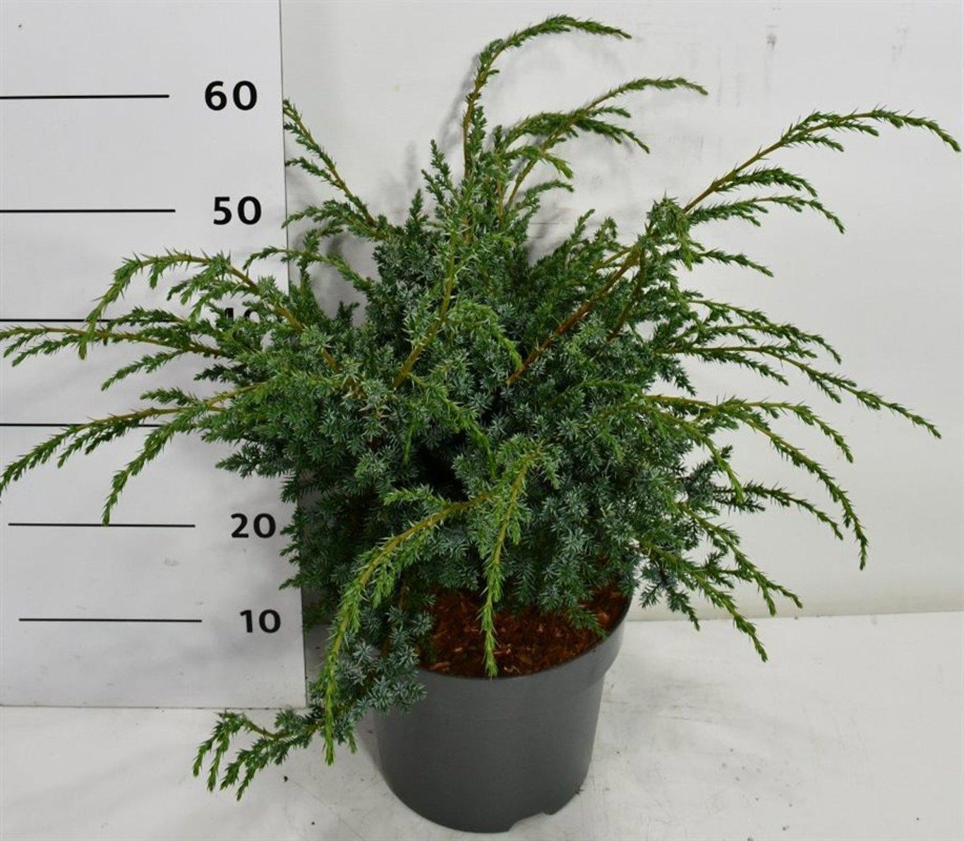 Горшечные цветы и растения оптом Juniperus Chin. blue Alps от 1шт из Голландии с доставкой по России