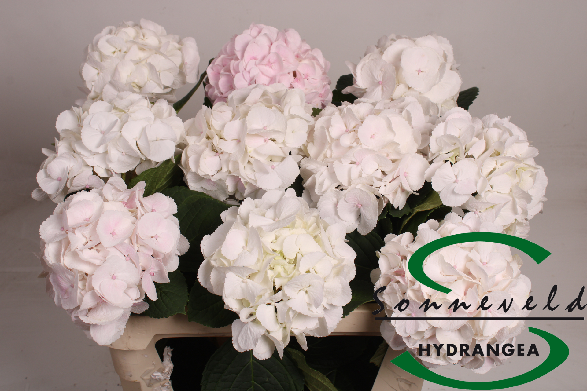 Срезанные цветы оптом Hydrangea sweet verena от 10шт из Голландии с доставкой по России