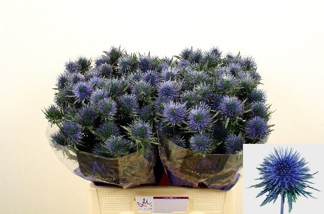 Срезанные цветы оптом Eryngium magnetar от 30шт из Голландии с доставкой по России