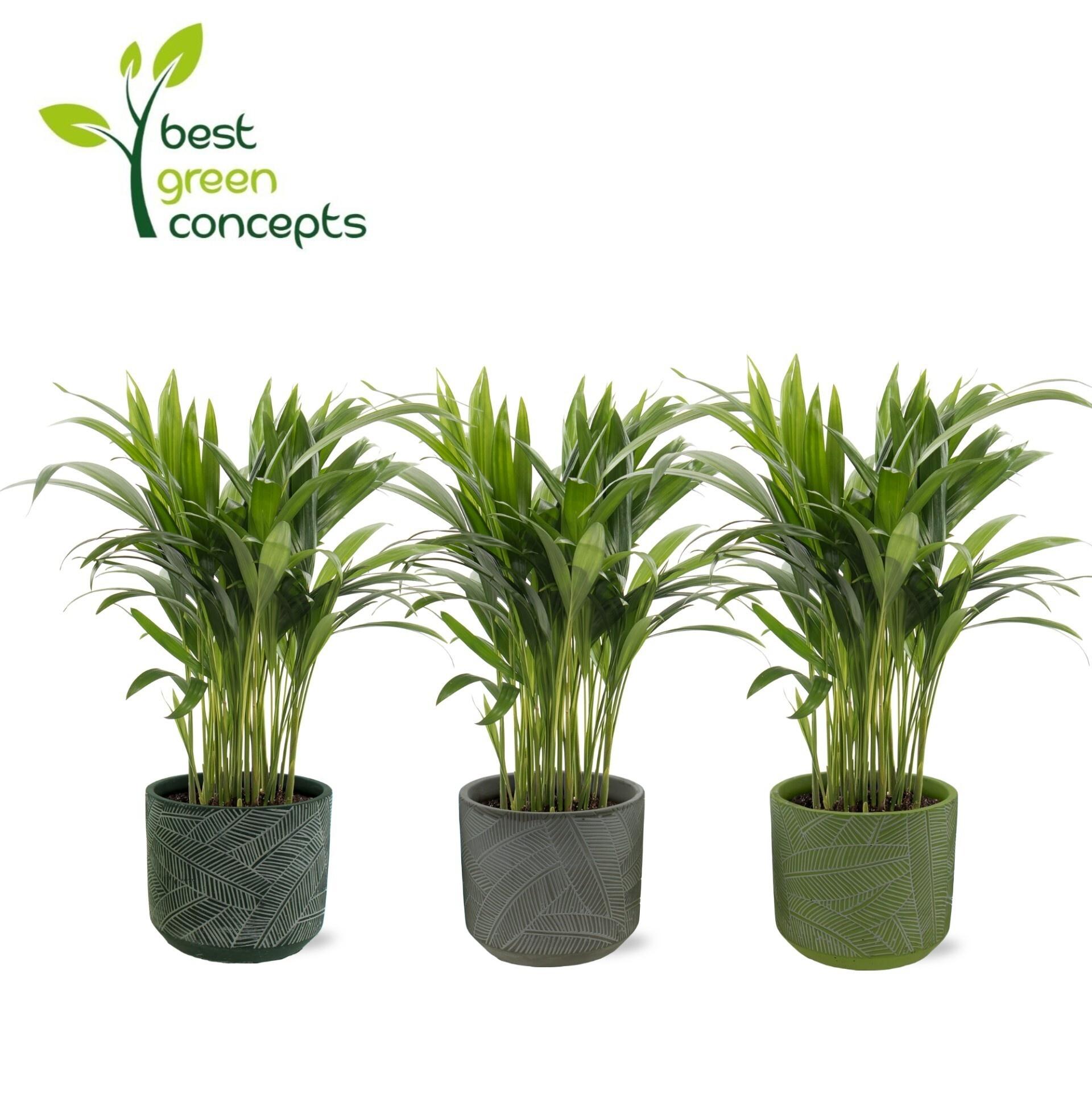 Горшечные цветы и растения оптом Dypsis Lutescens от 5шт из Голландии с доставкой по России