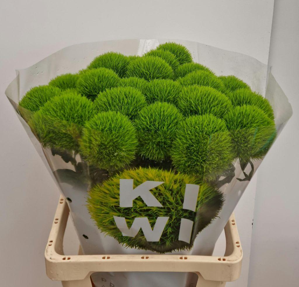 Срезанные цветы оптом Dianthus br kiwi mellow от 25шт из Голландии с доставкой по России