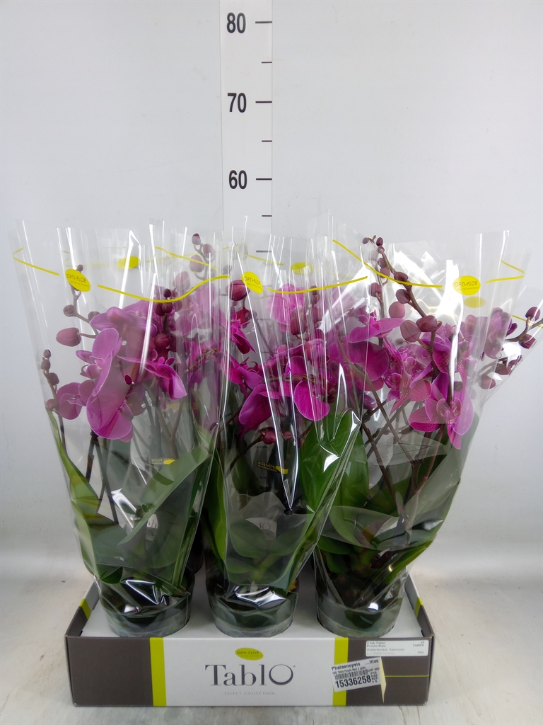 Горшечные цветы и растения оптом Phal 2st Hendrix (opti) от 6шт из Голландии с доставкой по России