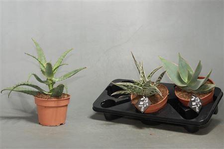 Горшечные цветы и растения оптом Aloe Haworthia Mix  Grey Cover от 6шт из Голландии с доставкой по России