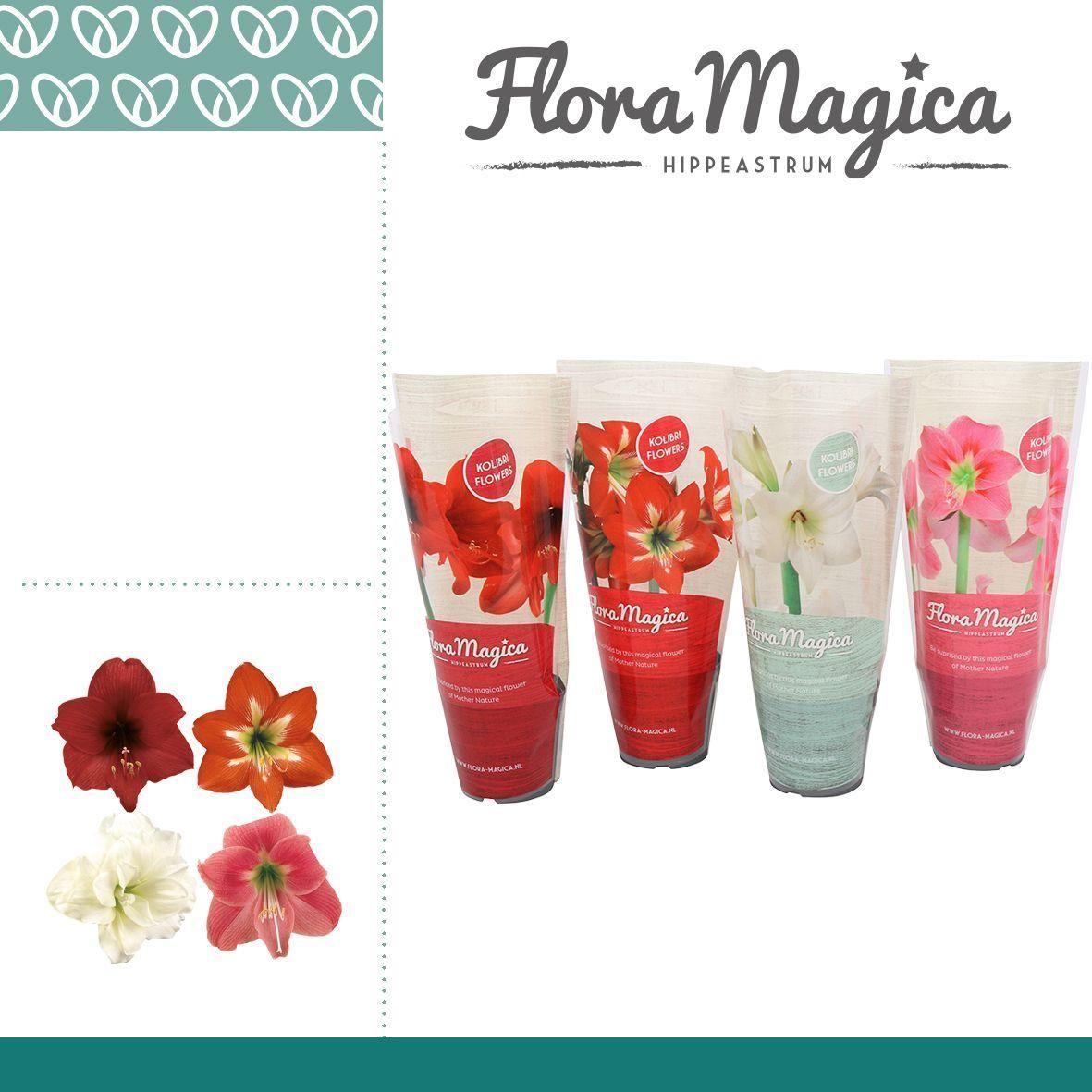 Горшечные цветы и растения оптом Hippeastrum Mix Flora Magica Hoes от 18шт (для телеги) из Голландии с доставкой по России