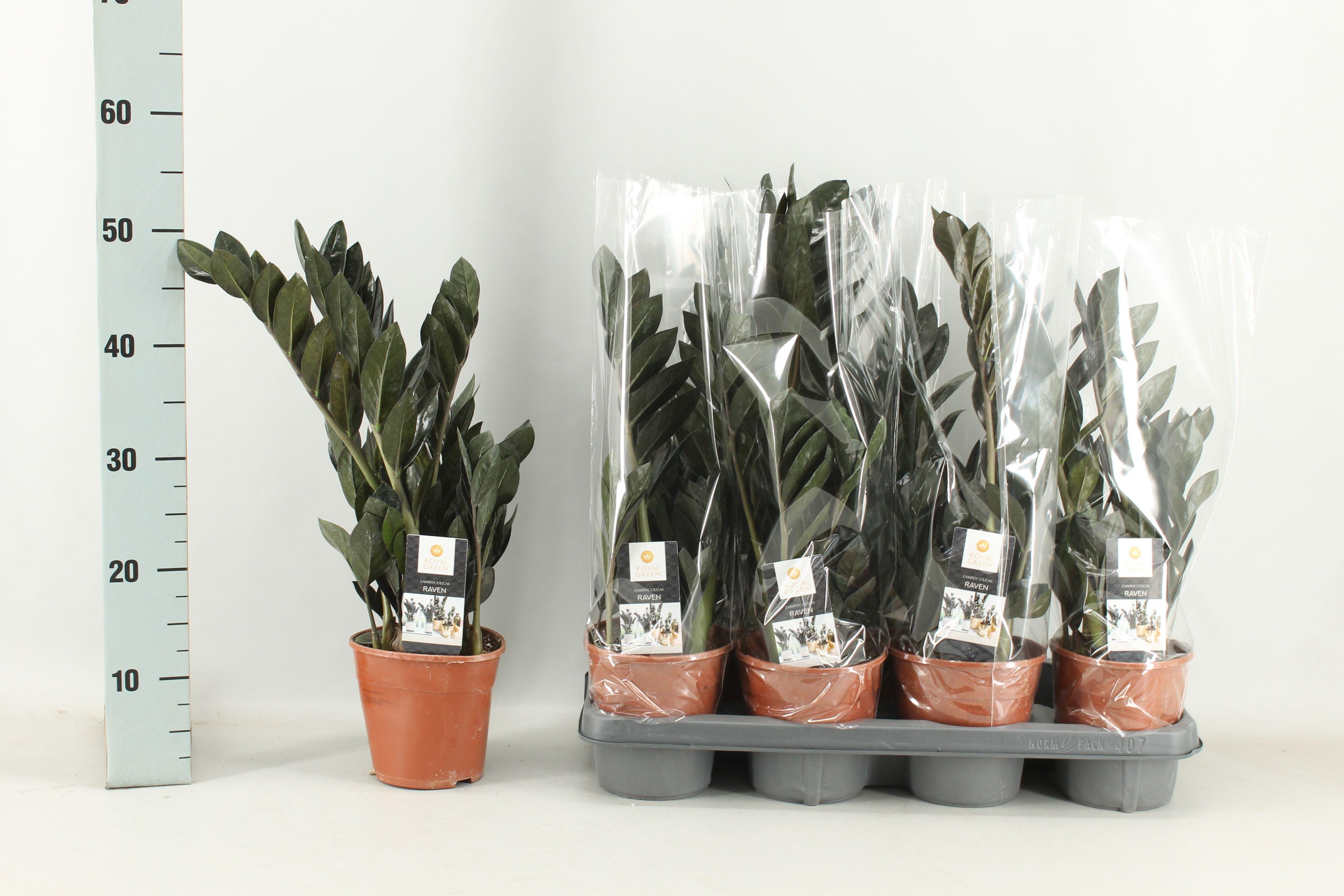 Горшечные цветы и растения оптом Zamio Raven от 7шт из Голландии с доставкой по России