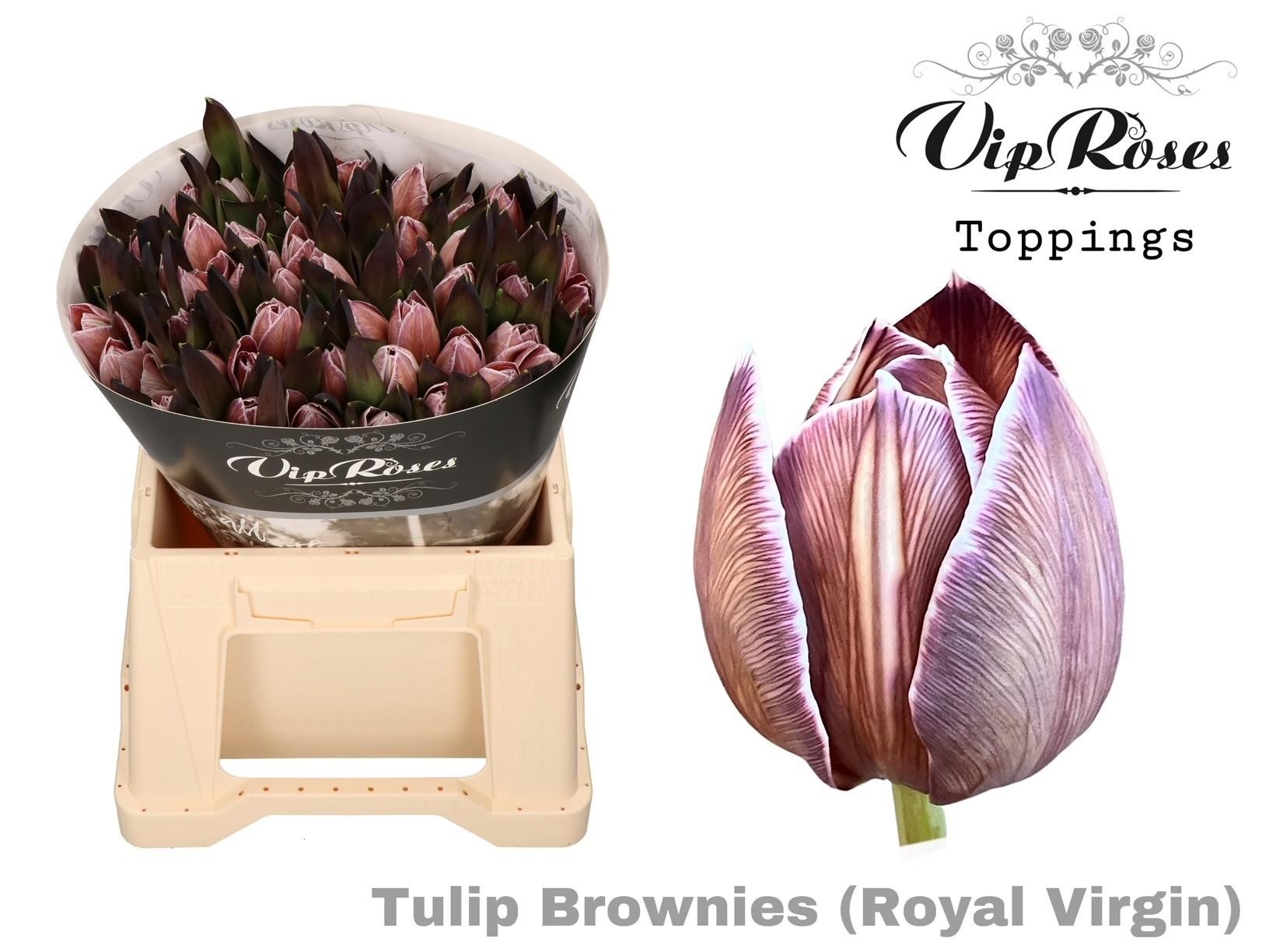 Срезанные цветы оптом Tulipa si paint brownies от 50шт из Голландии с доставкой по России