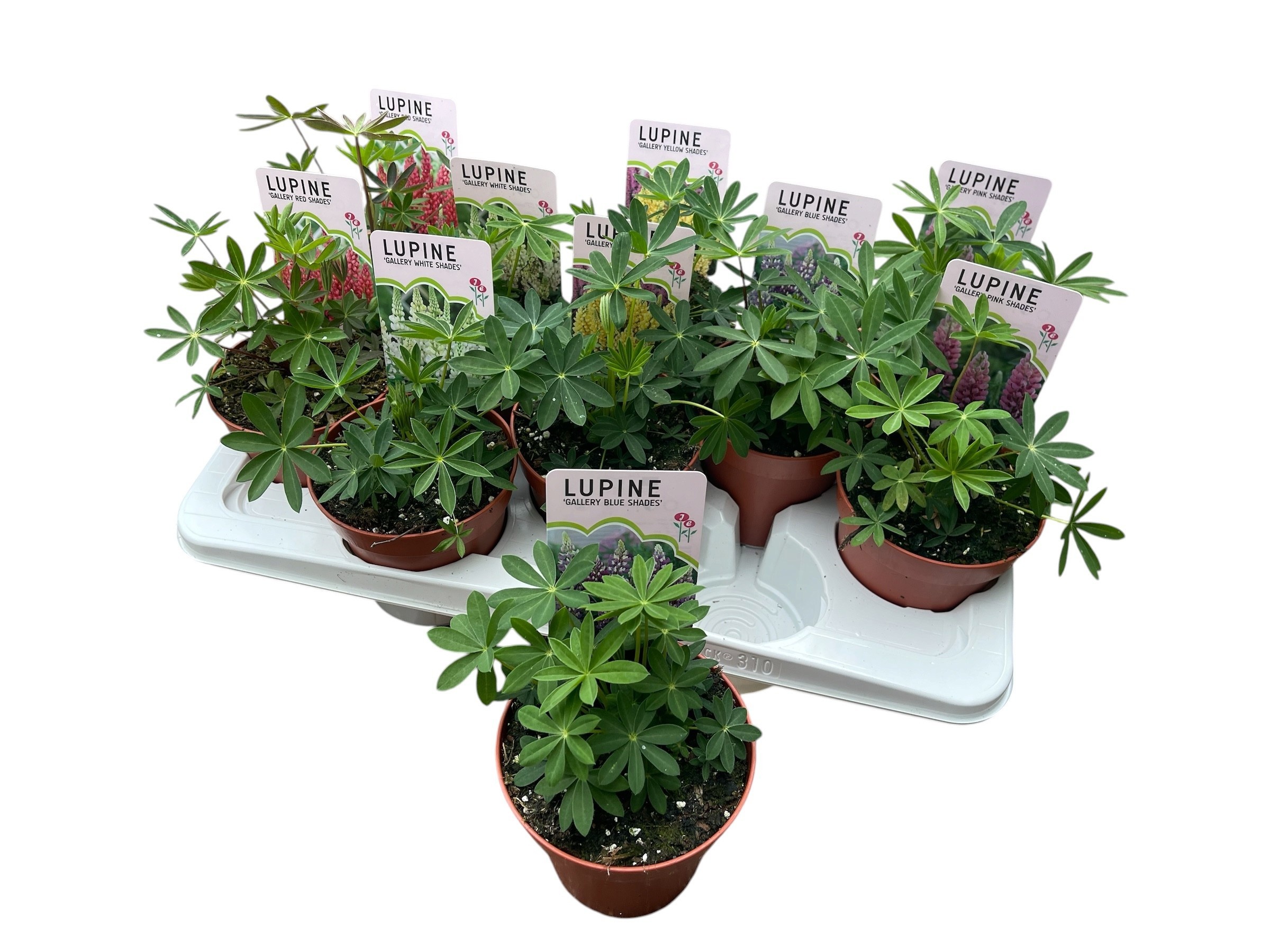 Горшечные цветы и растения оптом Lupi Gallery Gem от 10шт из Голландии с доставкой по России