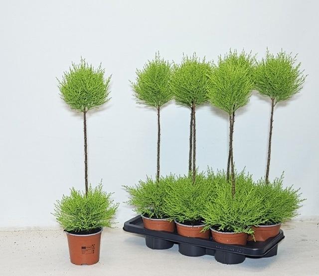 Горшечные цветы и растения оптом Cupressus Goldcrest Duo Boll от 7шт из Голландии с доставкой по России
