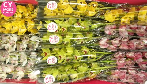 Срезанные цветы оптом Minicymbidium mix spring от 15шт из Голландии с доставкой по России