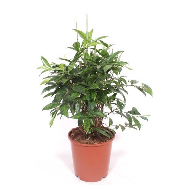 Горшечные цветы и растения оптом Drac Surculosa Branched от 1шт из Голландии с доставкой по России