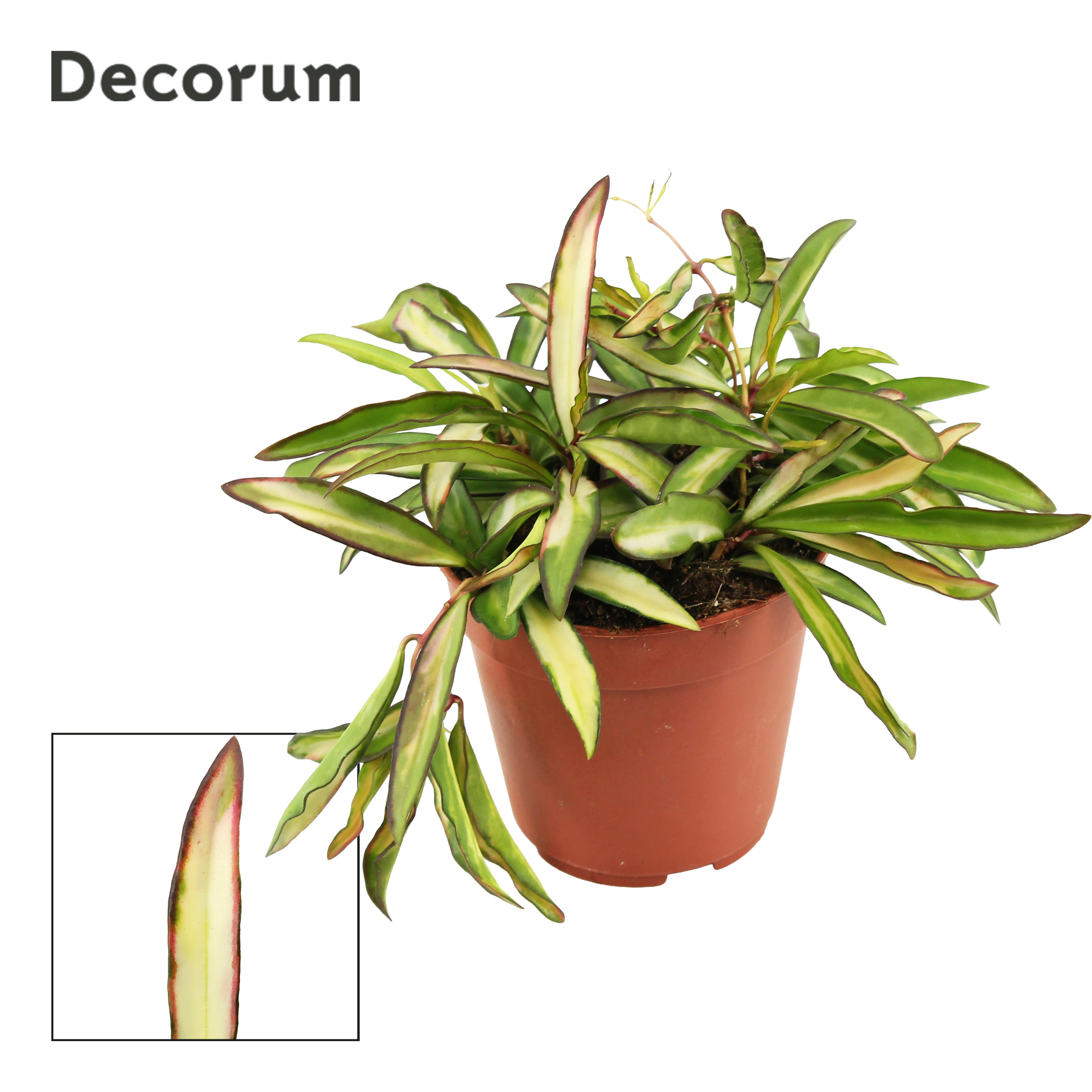 Горшечные цветы и растения оптом Hoya Wayetti Tricolor (decorum) от 10шт из Голландии с доставкой по России
