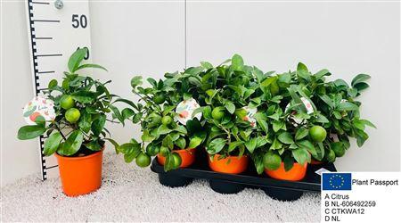 Горшечные цветы и растения оптом Citr Limetta 4+ Fruits от 6шт (для телеги) из Голландии с доставкой по России