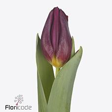 Срезанные цветы оптом Tulipa si duet от 100шт из Голландии с доставкой по России