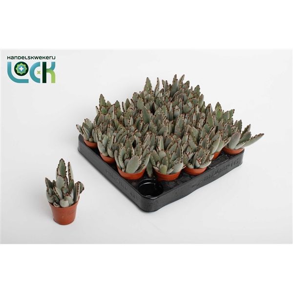 Горшечные цветы и растения оптом Kalanchoe Tomentosa Light от 20шт из Голландии с доставкой по России