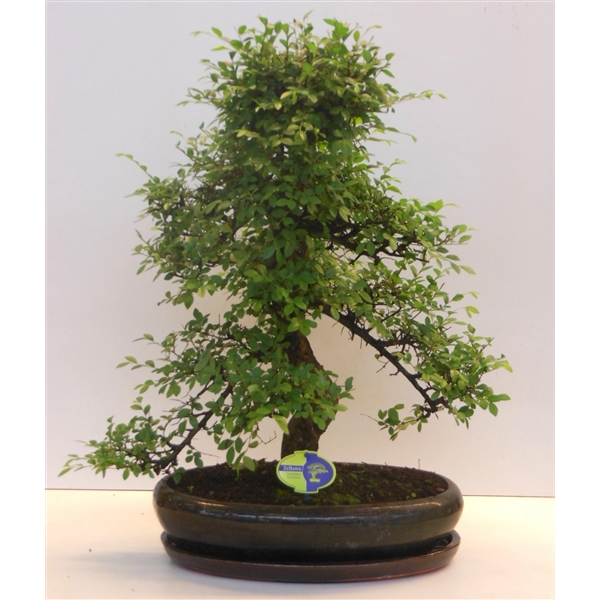 Горшечные цветы и растения оптом Bonsai Zelkova Parvifolia Shape With Driptray от 1шт из Голландии с доставкой по России