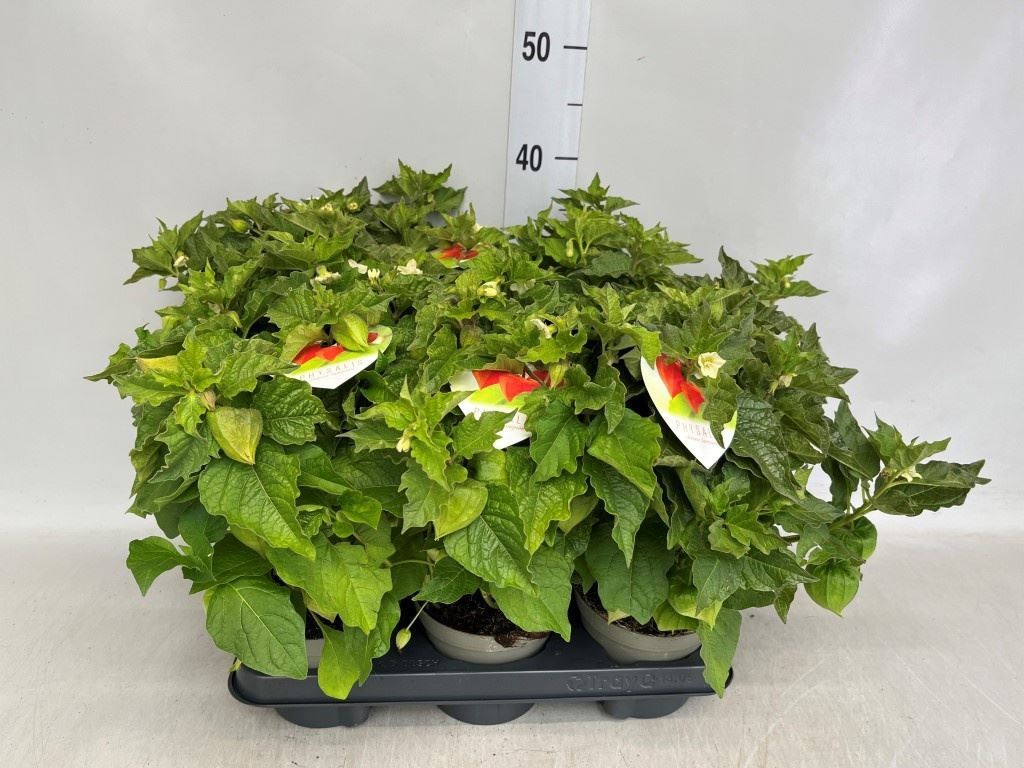 Горшечные цветы и растения оптом Physalis Alkekengi от 6шт из Голландии с доставкой по России