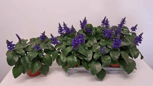 Горшечные цветы и растения оптом Salvia Farinacea от 6шт из Голландии с доставкой по России