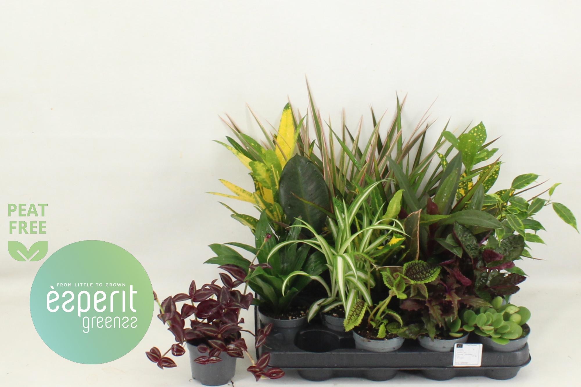 Горшечные цветы и растения оптом Kamerpl Gem Ov от 16шт (для телеги) из Голландии с доставкой по России