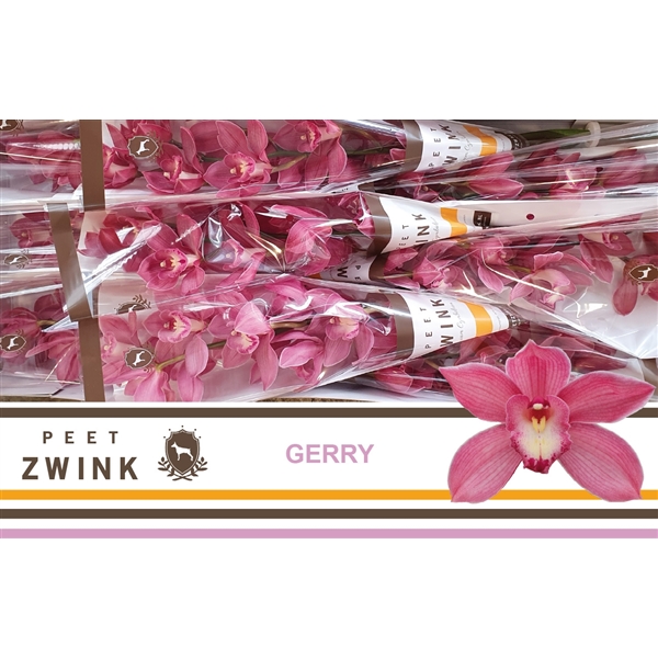 Срезанные цветы оптом Cymbidium pink gerry от 9шт из Голландии с доставкой по России