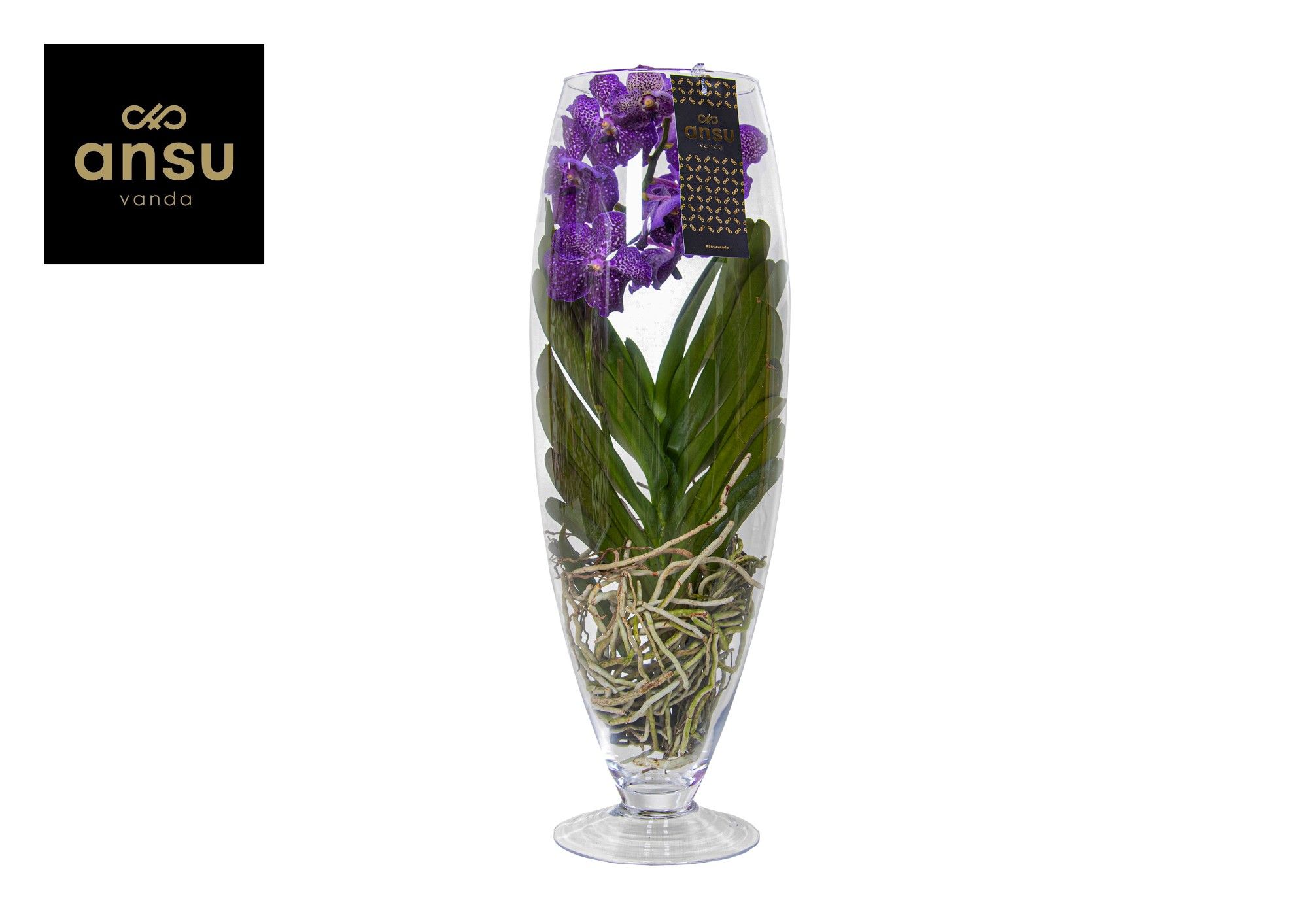 Горшечные цветы и растения оптом Vanda Champagne Purple от 1шт из Голландии с доставкой по России