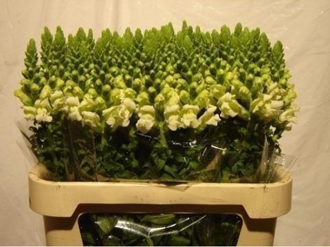 Срезанные цветы оптом Antirrhinum white от 40шт из Голландии с доставкой по России