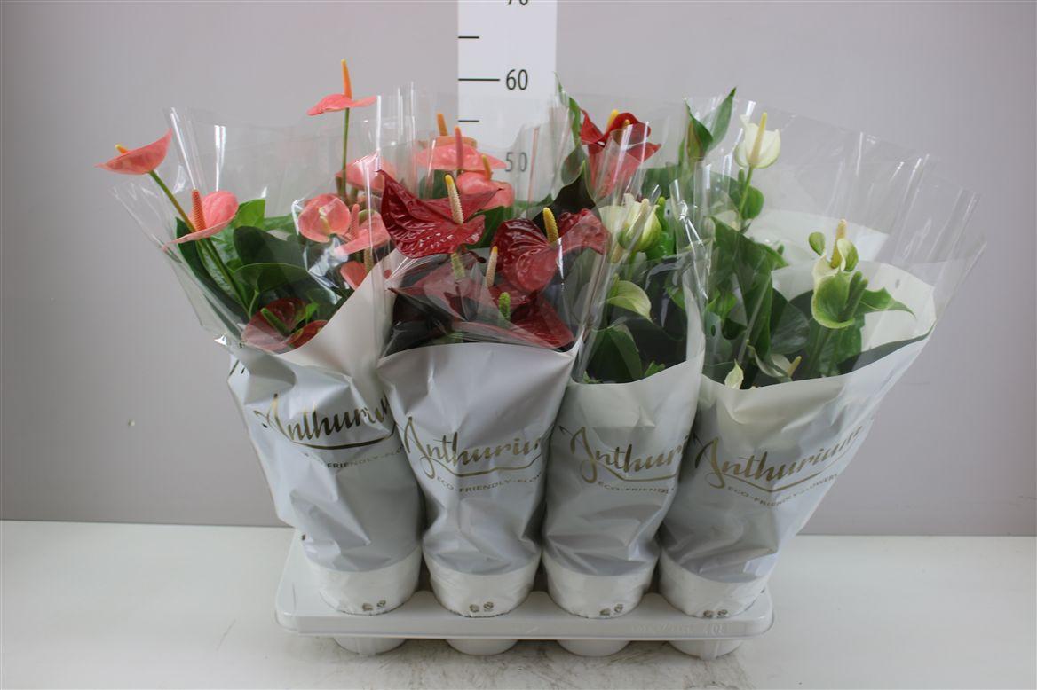 Горшечные цветы и растения оптом Anth An Gemengd от 8шт из Голландии с доставкой по России