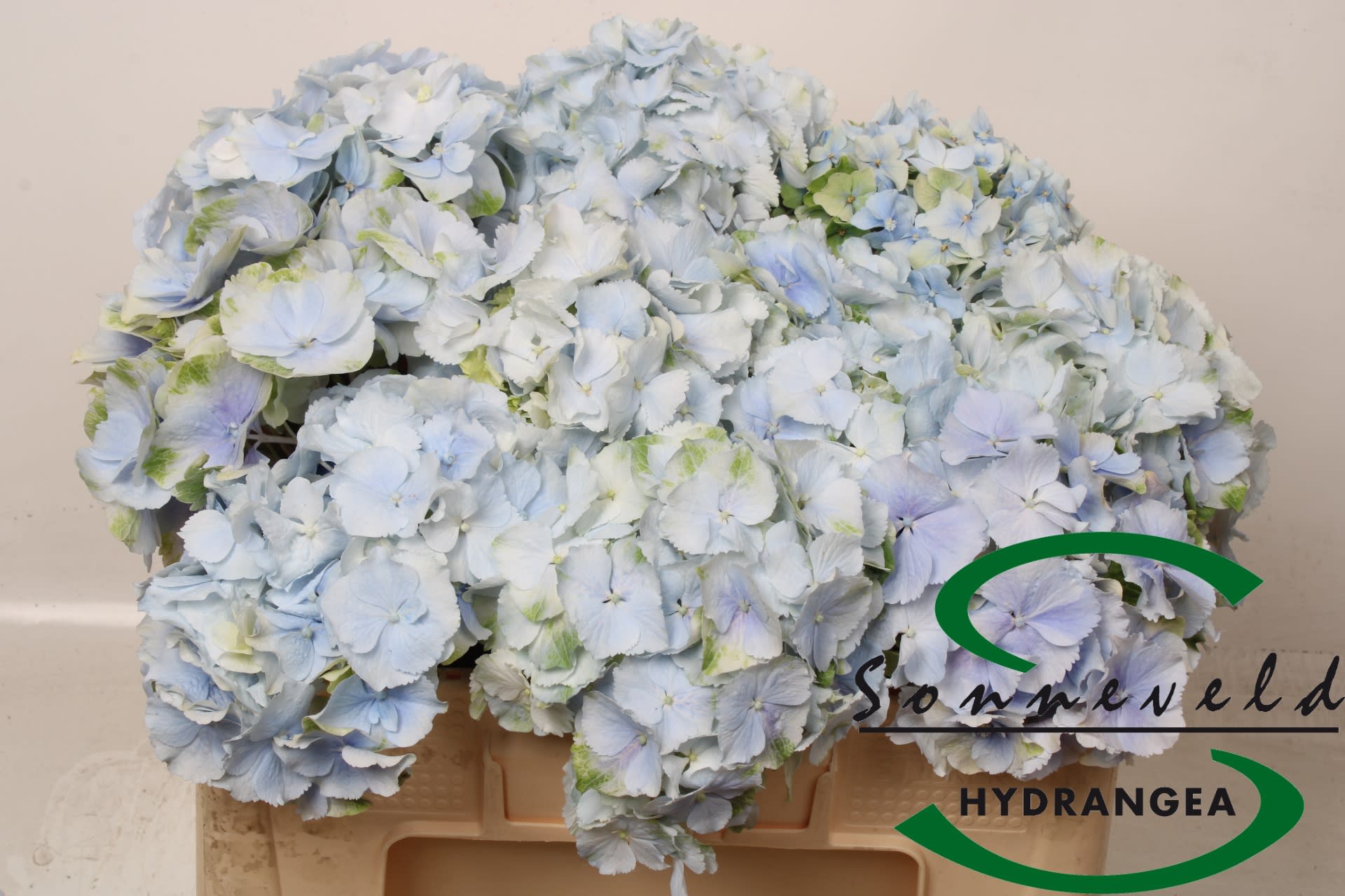 Срезанные цветы оптом Hydrangea verena blue classic от 10шт из Голландии с доставкой по России