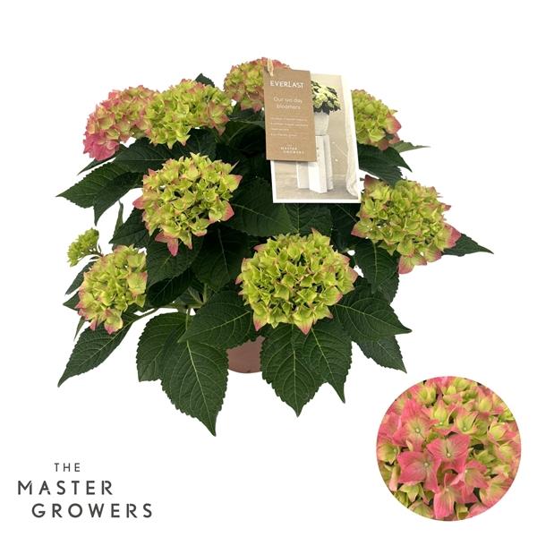 Горшечные цветы и растения оптом Hydrangea Ma Hi Ocean Pink 5+ от 6шт из Голландии с доставкой по России