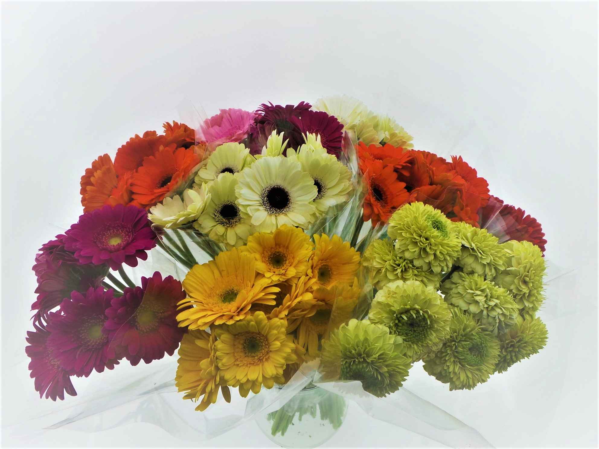 Срезанные цветы оптом Bouquet mono germini x10 mix 50cm от 10шт из Голландии с доставкой по России