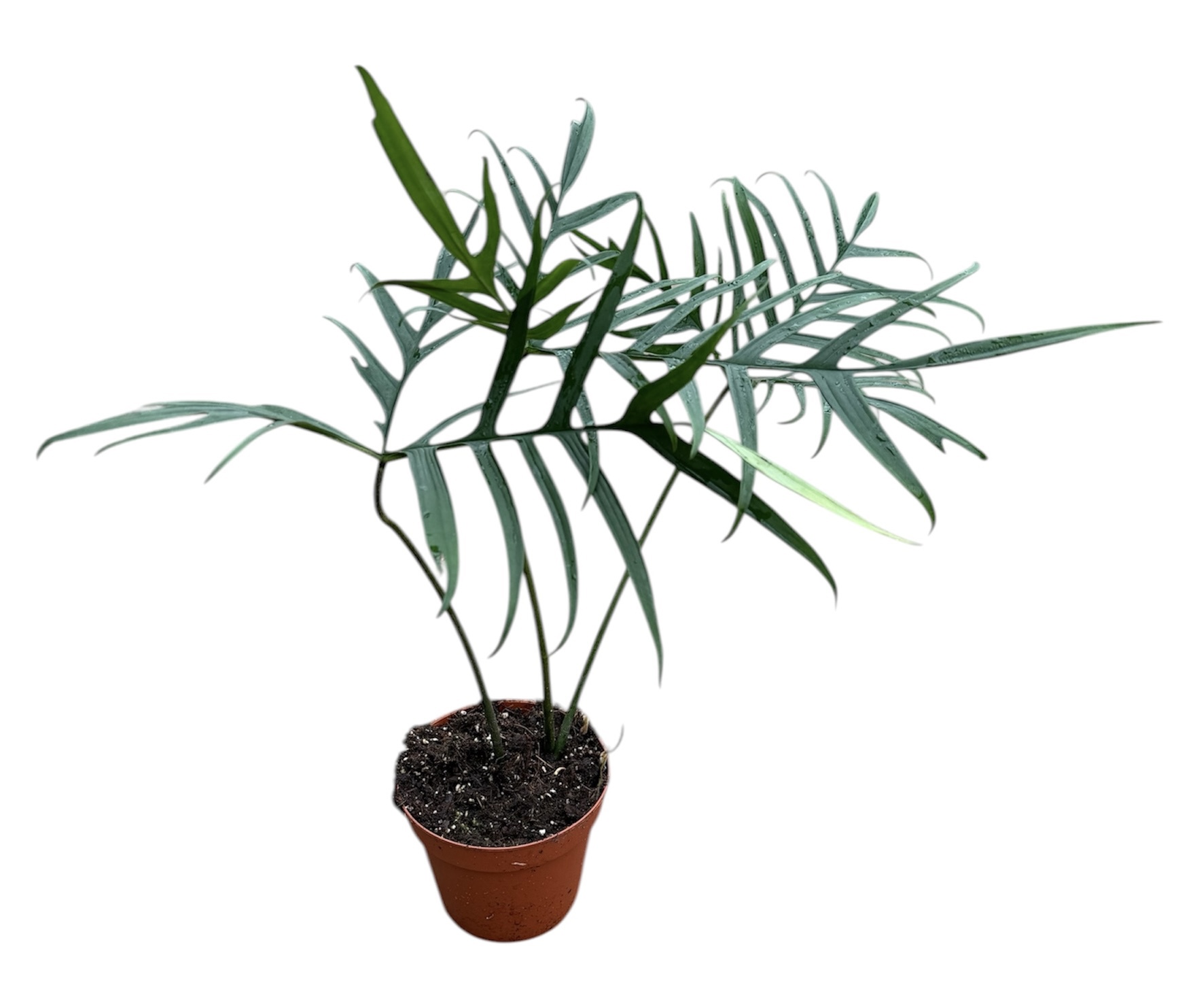 Горшечные цветы и растения оптом Philodendron Polypodiodes от 1шт из Голландии с доставкой по России