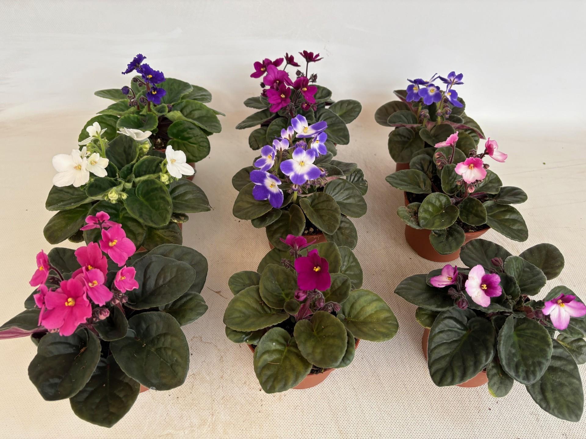 Горшечные цветы и растения оптом Saintpaulia Mix от 6шт (для телеги) из Голландии с доставкой по России