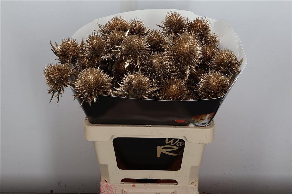 Срезанные цветы оптом Eryngium wax gold от 10шт из Голландии с доставкой по России