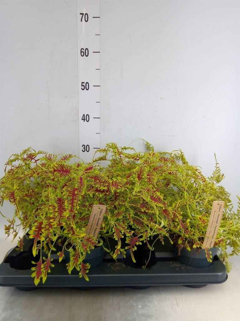 Горшечные цветы и растения оптом Plectranthus Col.   ... от 4шт из Голландии с доставкой по России