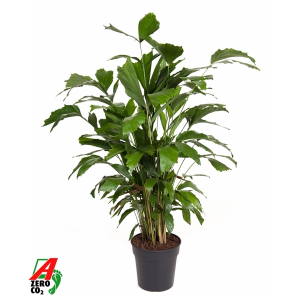 Горшечные цветы и растения оптом Caryota Mitis от 1шт из Голландии с доставкой по России