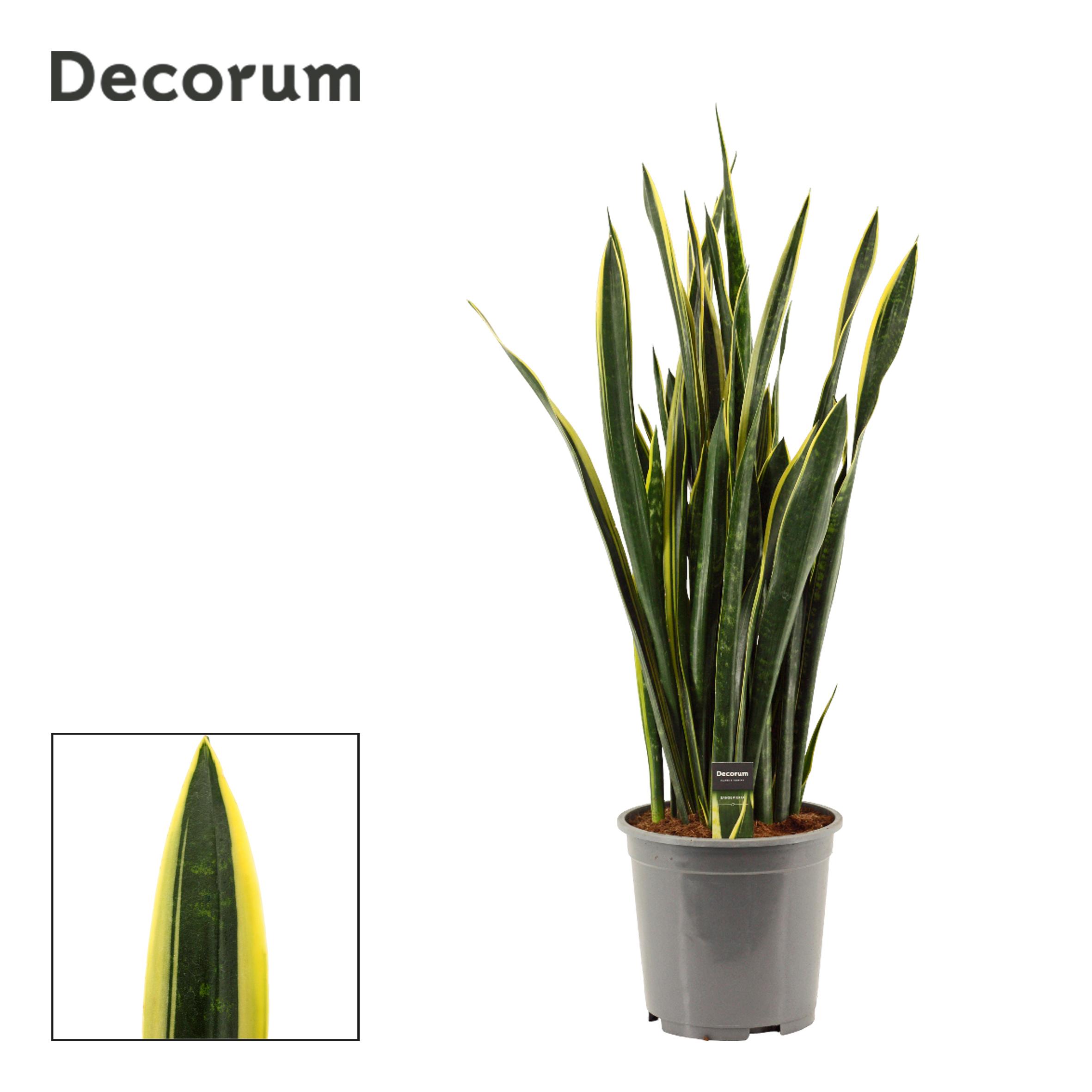 Горшечные цветы и растения оптом Sansevieria Gold Flame Long Leaf от 1шт из Голландии с доставкой по России