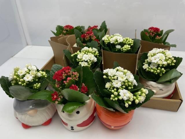 Горшечные цветы и растения оптом Kal Ge Gem Divers от 8шт (для телеги) из Голландии с доставкой по России