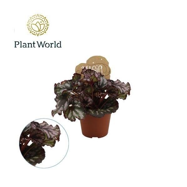 Горшечные цветы и растения оптом Begonia Rex Cumbia от 12шт (для телеги) из Голландии с доставкой по России Горшечные цветы и растения оптом Begonia Rex Cumbia от 12шт (для телеги) из Голландии с доставкой по России