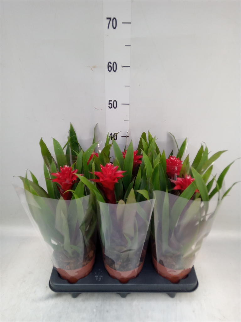 Горшечные цветы и растения оптом Guzmania   ... от 6шт из Голландии с доставкой по России