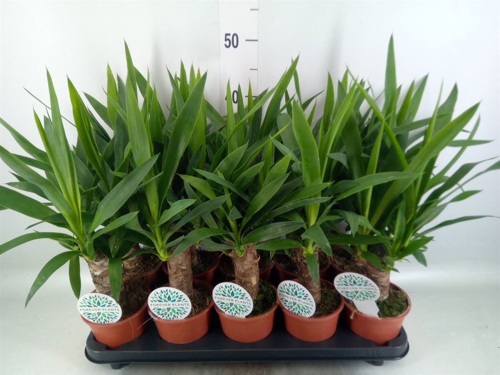 Горшечные цветы и растения оптом Yucca   ... от 10шт из Голландии с доставкой по России