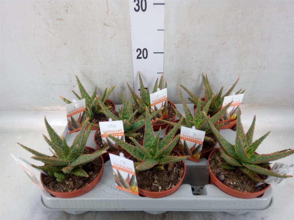 Горшечные цветы и растения оптом Aloe   ... от 8шт из Голландии с доставкой по России